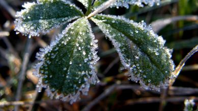 Frostiga blad, foto